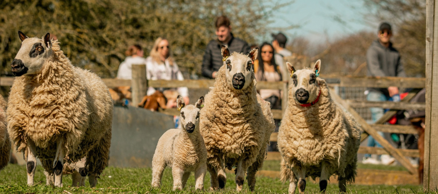 Cotswolds Farm Park
