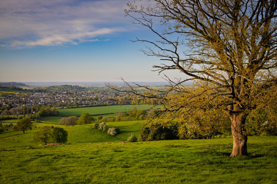 Burford on the Hill - Wonderful Winchcombe Rolling green countryside with a wide grassy field in the foreground, leading to a gently sloping valley dotted with hedgerows, trees, and patchwork farmland. A large tree with bare branches stands prominently on the right side, its trunk and limbs catching warm sunlight. In the distance, Winchcombe spreads across the landscape under a partly cloudy sky with soft blue and golden tones, suggesting late afternoon light.
