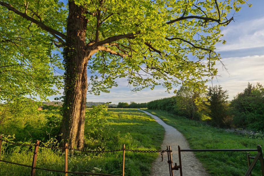 Burford on the Hill - Wonderful Winchcombe A large leafy tree with a thick trunk dominates the left foreground, its green canopy spreading wide in warm sunlight. Beneath the tree, a grassy hillside slopes gently downward, leading to a winding dirt path that curves through the landscape toward the distance. A simple metal gate and fence run across the lower edge of the scene. Beyond the path, rolling fields and hedgerows stretch across the countryside, with clusters of trees and low vegetation under a partly cloudy sky. The lighting is soft and golden, suggesting early morning or late afternoon.
