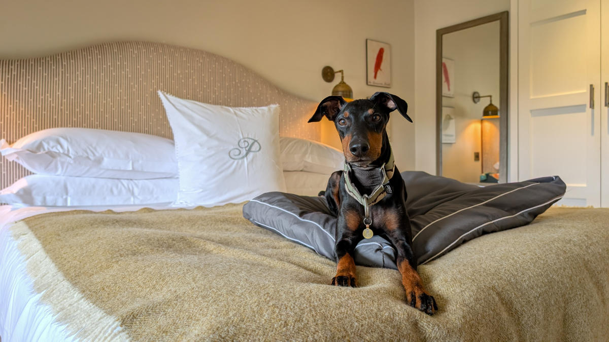 Burford on the Hill - Dog-friendly Cotswolds without the crowds Lottie Gross dog at The Painswick lying on the bed