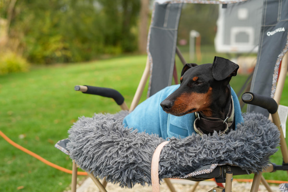 Burford on the Hill - Dog-friendly Cotswolds without the crowds Lottie Gross dog on a camp chair
